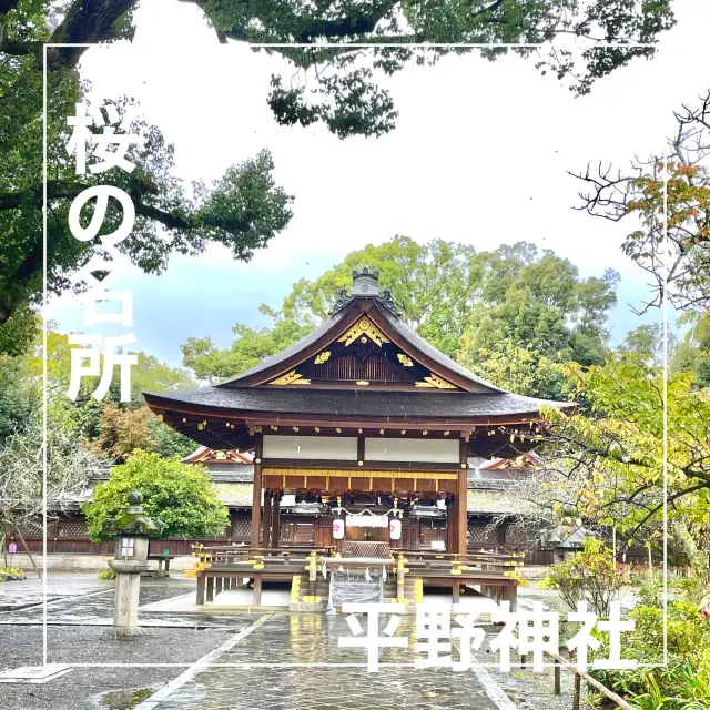 【京都府】桜の名所　平野神社