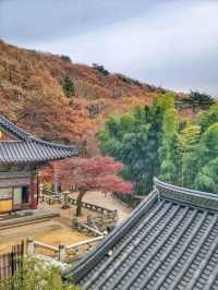 한적하게 거닐기 좋은 아름다운 홍룡사🍂