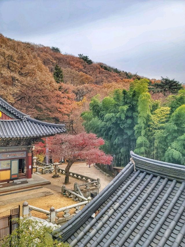 한적하게 거닐기 좋은 아름다운 홍룡사🍂