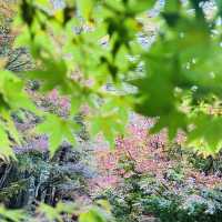 Fushoushan Farm