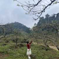 Na Ka plum fields - Moc Chau