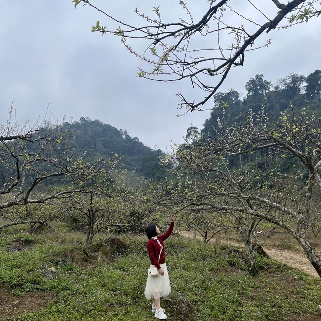 Na Ka plum fields - Moc Chau