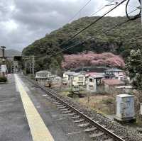 ซากุระบานเร็วที่ Kawazu นั่งรถไฟจากโตเกียว 3 ชม