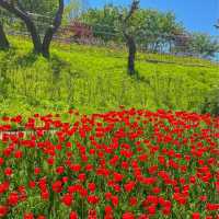 봄꽃 보기 좋은 아산 피나클랜드 🌷