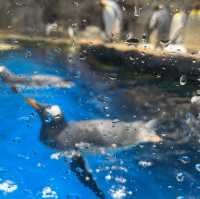 海洋公園：南極奇觀