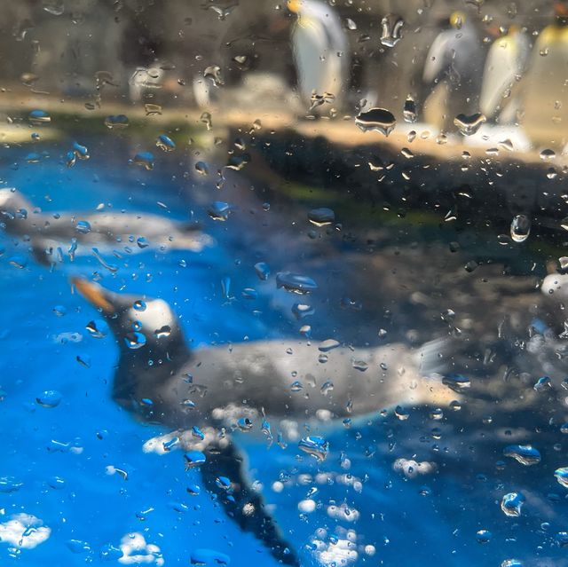 海洋公園：南極奇觀