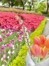 울산대공원 튤립 꽃놀이 🌷