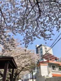 꽃이 가득한 부산 온천천