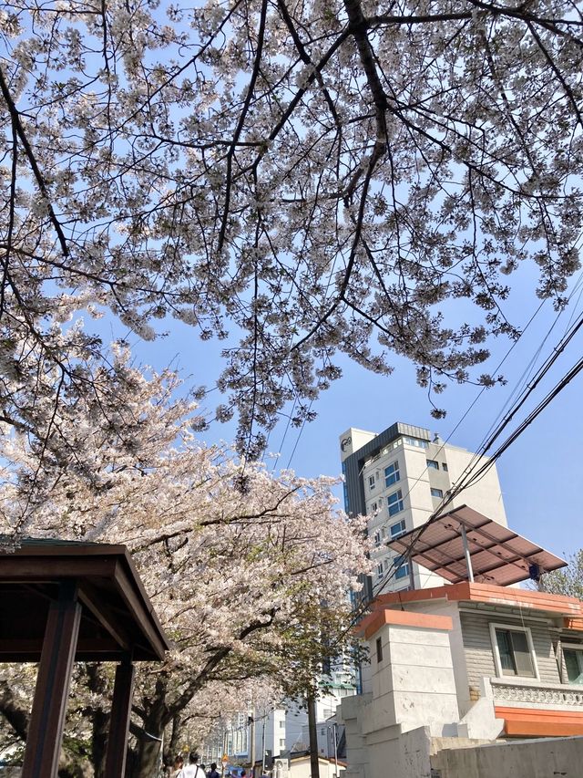 꽃이 가득한 부산 온천천