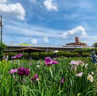เทศกาลดอกไอริส 花じょうぶ祭