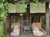 พาน้องหมามาเที่ยวญี่ปุ่นกัน ที่คาเฟ่ระยอง