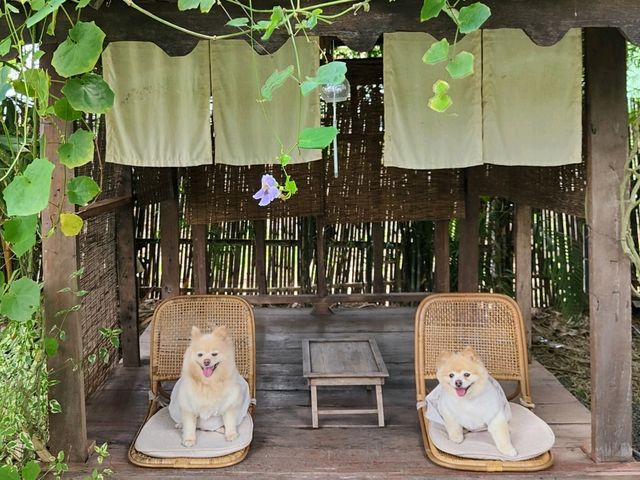 พาน้องหมามาเที่ยวญี่ปุ่นกัน ที่คาเฟ่ระยอง