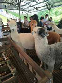 Alpaca & Sheep in Malaysia 