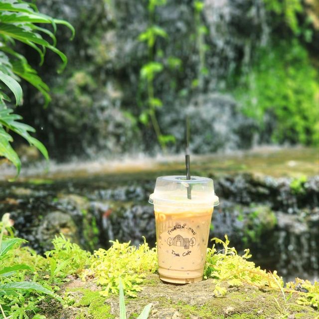 ร้านต้นไม้- กาแฟ
