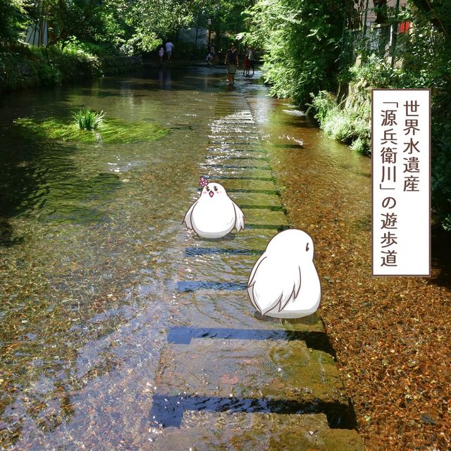 【静岡】世界水遺産「源兵衛川」散策