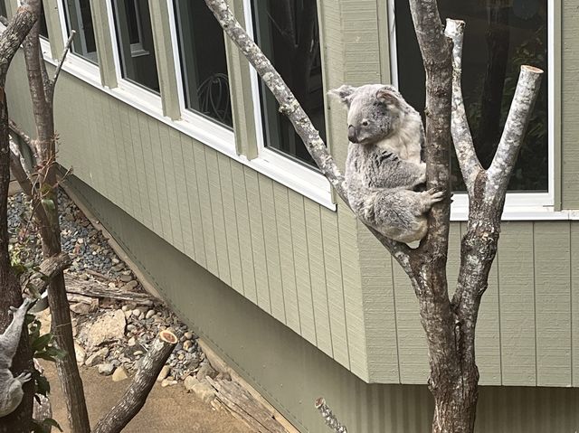 🇦🇺Brisbane | $0 to meet koala 🐨