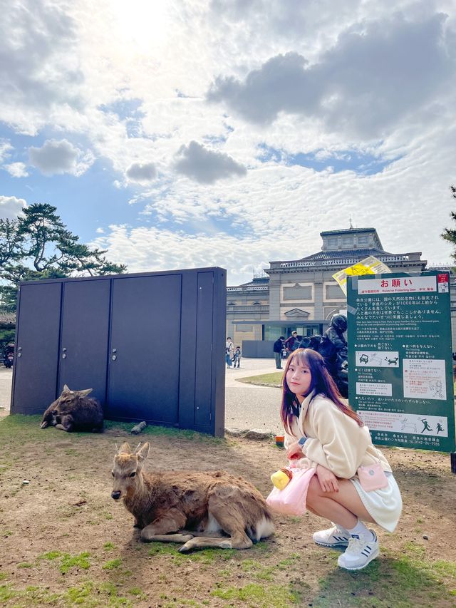 특별한 일본여행을 즐길 수 있는 사슴공원🦌