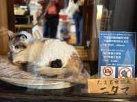 日本猫小玉：ほっこりとした癒しの拠点 🐾🌸