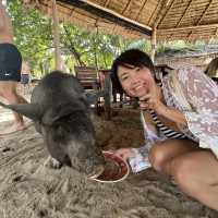 Pig Island