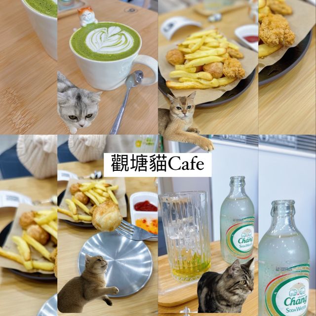 無限時平價玩貓好地方—貓啡尾食