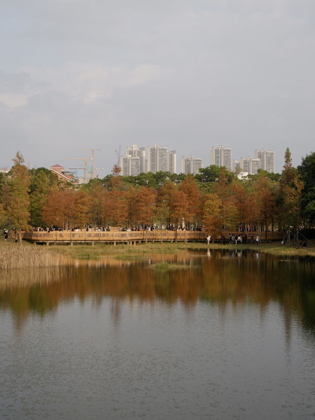 福田蓮花山公園，落羽松打卡景點