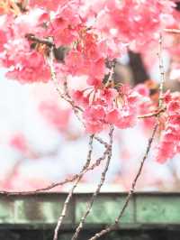【東京】品川の龍神さま・寒緋桜がいま見頃の荏原神社