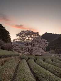  三重県で見れる早咲きの桜スポット2選！🌸