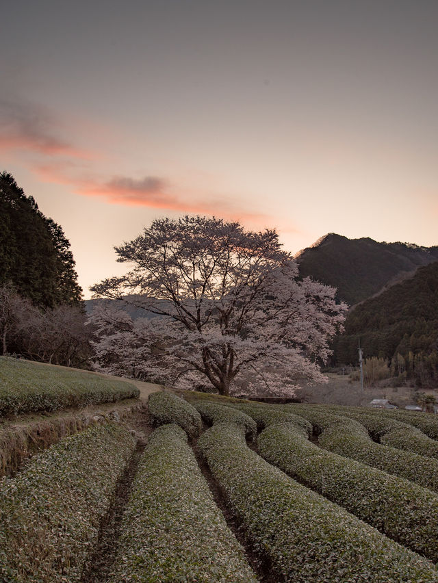  三重県で見れる早咲きの桜スポット2選！🌸