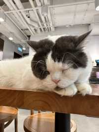 《Urban Cafe兆萬新店》