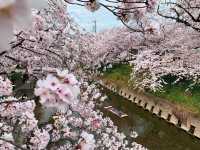 แม่น้ำโกโจ Iwakura (เทศกาลชมดอกซากุระ)🌸