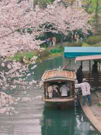 京都散策 |去追一場櫻花吧附賞花景點🌸