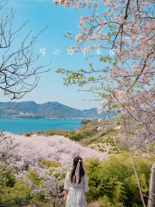 【廣島】私藏景點大公開！瀨戶內海離島絕美櫻花隧道！