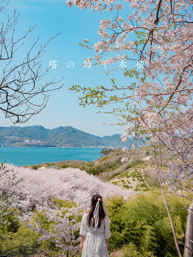 【広島】本当は教えたくない！瀬戸内海の離島にある絶景すぎる桜のトンネル！