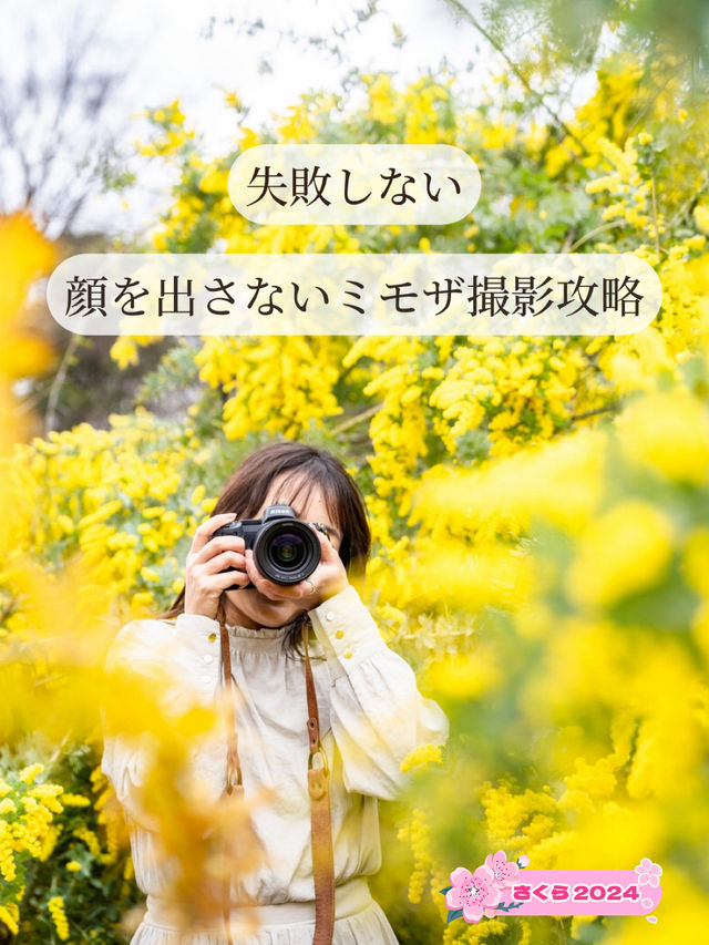 【東京都/代々木公園】失敗しないミモザ撮影攻略法