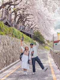 Gaegeum Cherry Blossom Rd. พิกัดชมพ็อตกตลับปูซาน