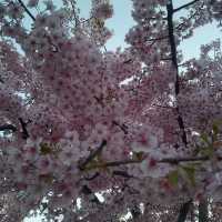 Blooming season in Yayogi park🌸