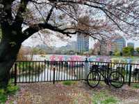 UENO PARK ในวันที่ซากุระบาน🌸