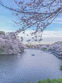 東京の多分真ん中🌸広い千鳥ヶ淵の桜のオススメスポット