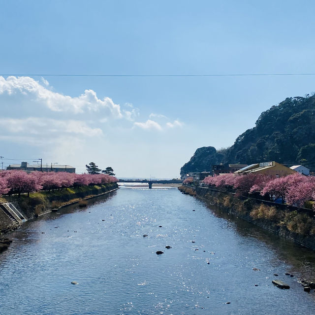 【春を探しに】河津桜を見に行こう！