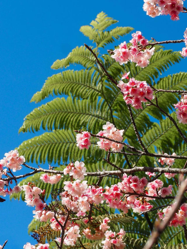 【日本一】沖縄で日本一早い桜を🌸