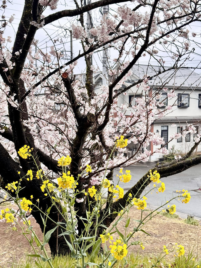 【南足柄市怒田】櫻花滿開，雨中追櫻圓心願！