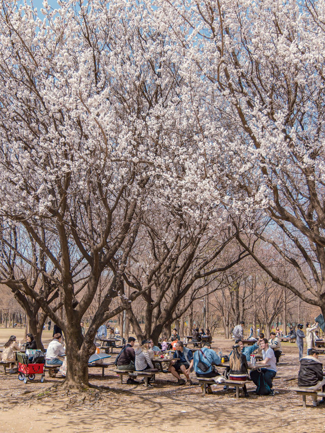 Seoul Forest Park หนึ่งในจุดชมพ็อตกตที่สวยสุดในโซล