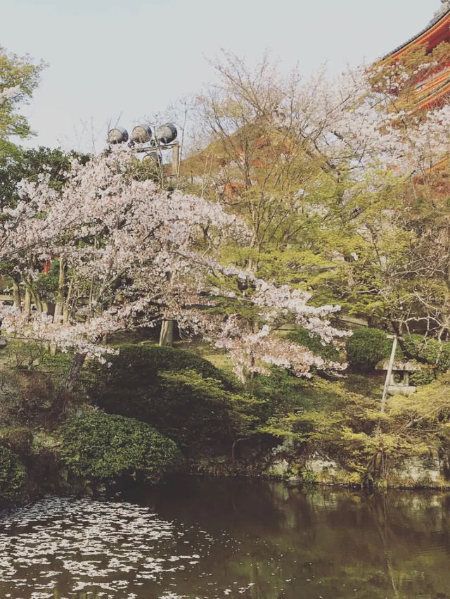 Kiyomizu-dera วัดน้ำใส ขวัญใจสายมู🌸