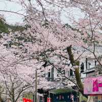 🌸ชมซากุระที่ถนนซากุระSugi no baba