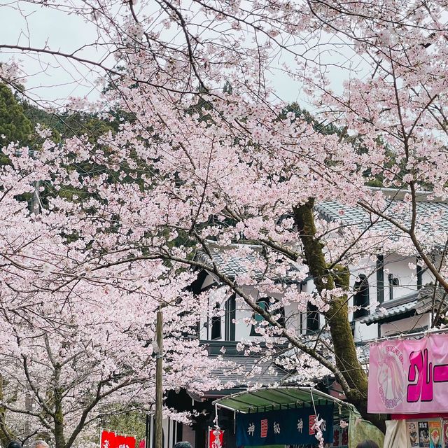 🌸ชมซากุระที่ถนนซากุระSugi no baba