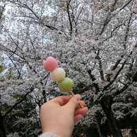 春の桜散歩と築地場外市場食べ歩き