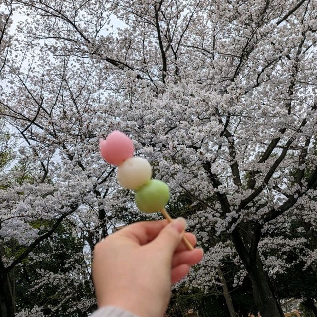 春の桜散歩と築地場外市場食べ歩き