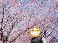 【東京人少賞櫻🌸地點】汐入公園🏞️人🧍‍♀️🧍少少，可以盡情影櫻花🌸