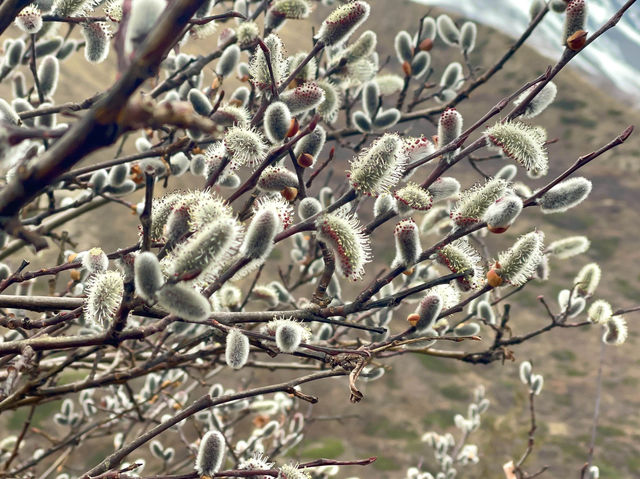  Blossoms brought a sense of tranquility 🌸