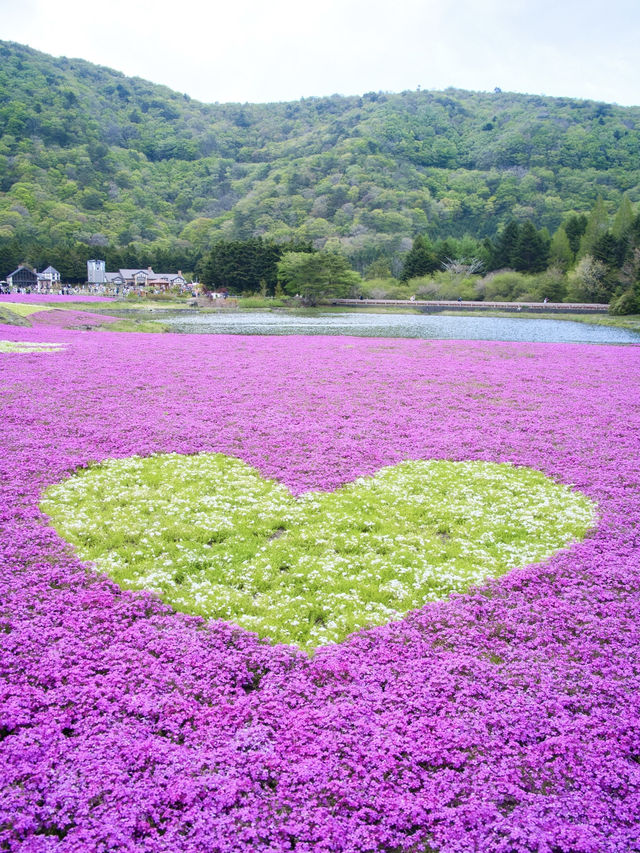 【山梨】上の桜から下の桜へ🌸首都圏最大級✨映え意識高すぎスポット紹介🤩※映え情報付き 